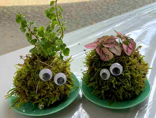 かわいいコケ玉をつくろう！